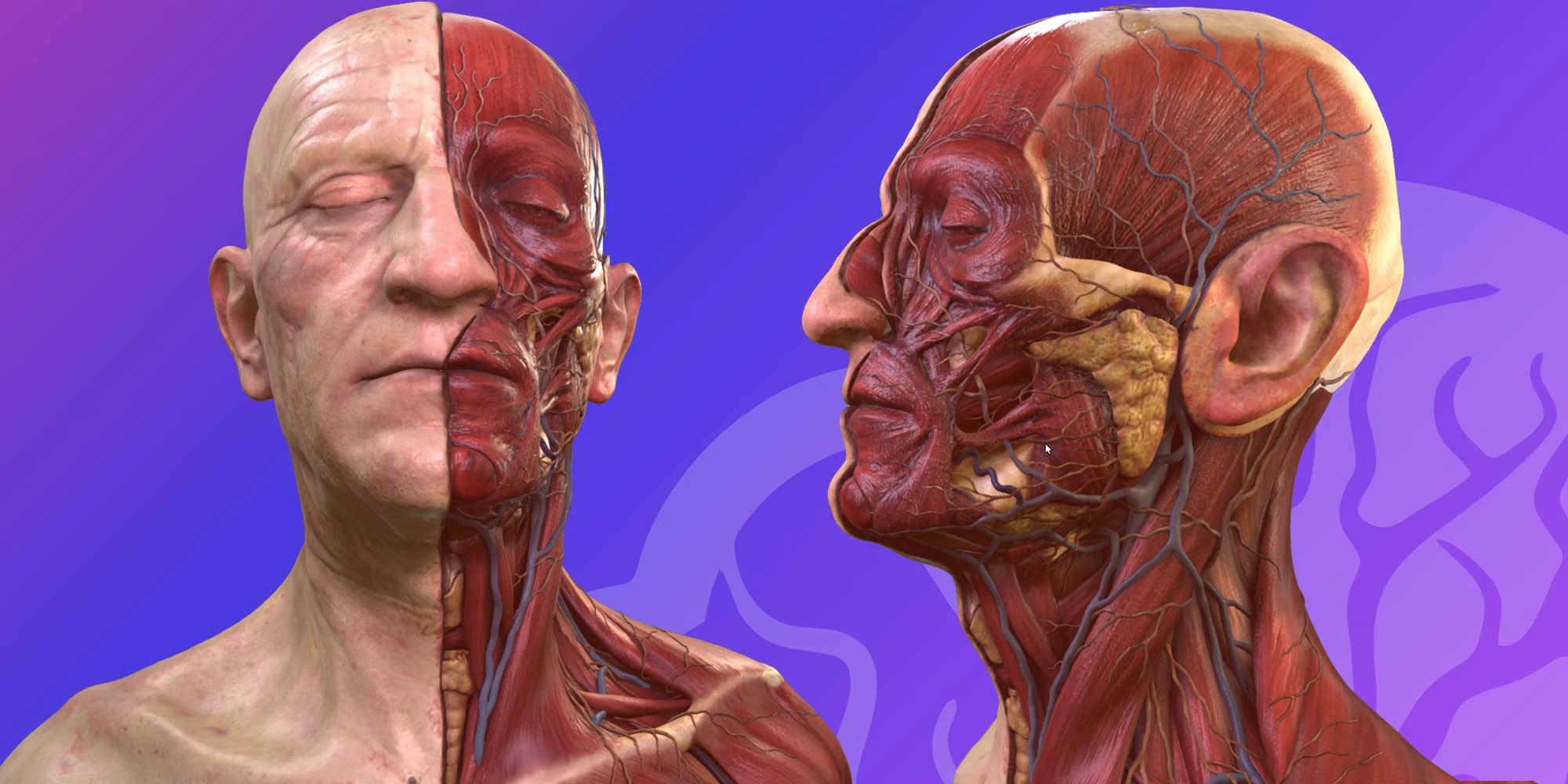 HEAD & NECK_ Superficial anatomy image